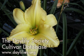 Andrew Christian Daylily
