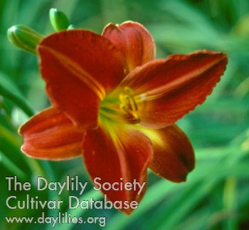 Annie Golightly Daylily