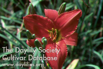 Apple Tart Daylily