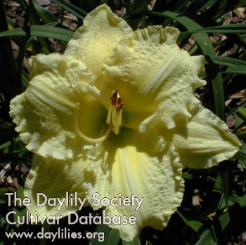 Brocaded Gown Daylily