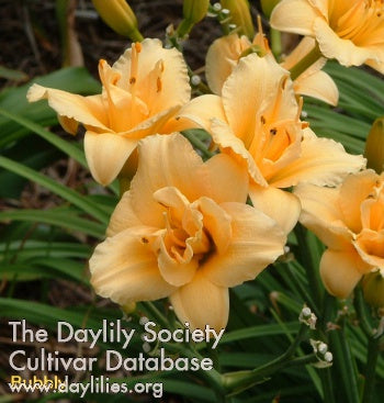 Bubbly Daylily