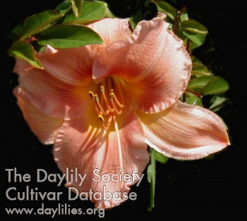 Cameo Coral Daylily