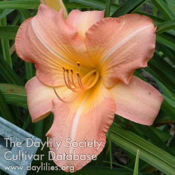 Chamonix Daylily