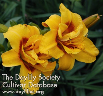 Double Daffy Daylily