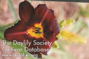 Dominic Daylily