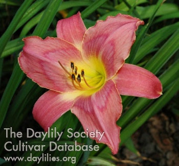 Florentine Princess Daylily