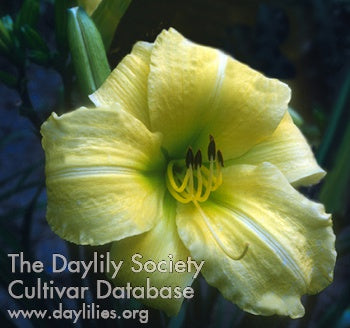 Frozen Jade Daylily