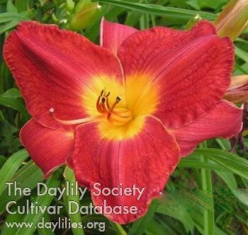 Gene Foster Daylily