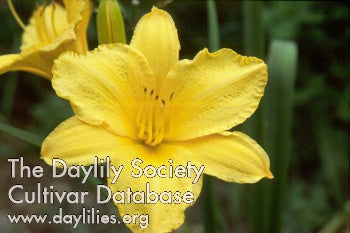 Golden Prize Daylily