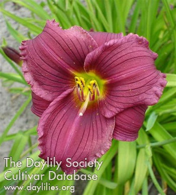 Grape Velvet Daylily