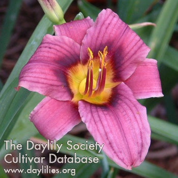 Grape Magic Daylily