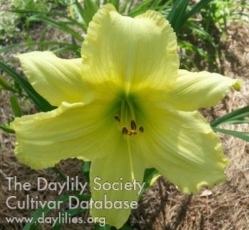 Green Iceberg Daylily