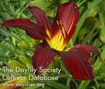 Imperial Guard Daylily