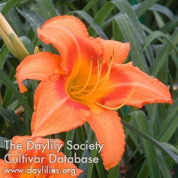 Leebea Orange Crush Daylily