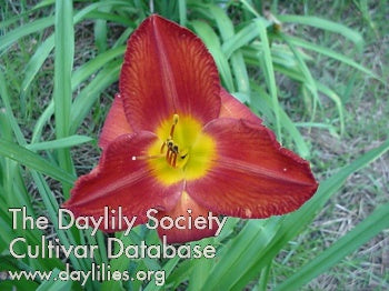 Merle Kent Daylily