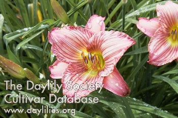 Morri Daylily