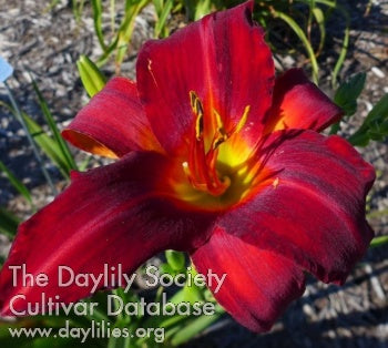 Olallie Red Daylily