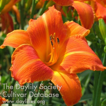 Orange Vols Daylily