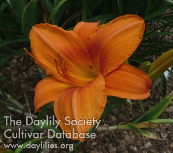 Orange Crown Daylily