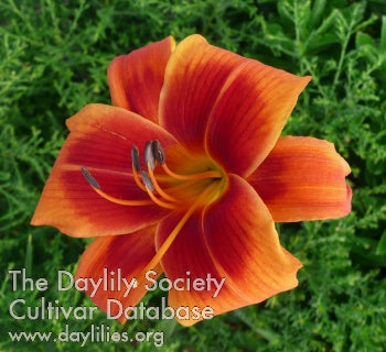 Outrageous Daylily