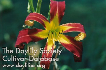 Red Ribbons Daylily