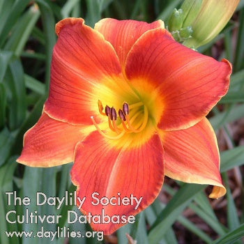 Red Inferno Daylily