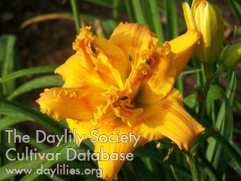 Rockydell'S Aimee Daylily