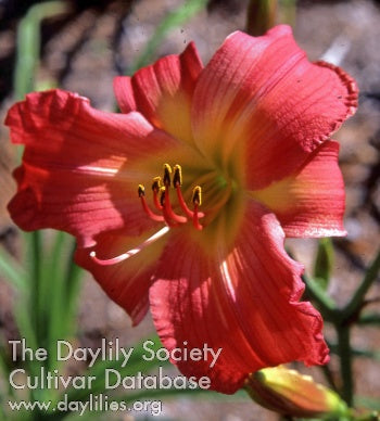 Rosy Image Daylily