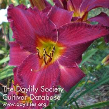 Royal Alert Daylily