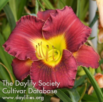 Rue Madelaine Daylily