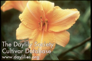 Simply Pretty Daylily