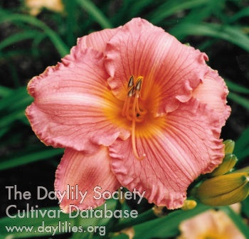 Smuggler's Treasure Daylily