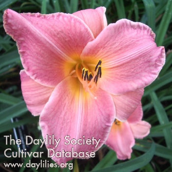 Strawberry Rose Daylily