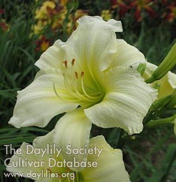 Swan Pond Daylily