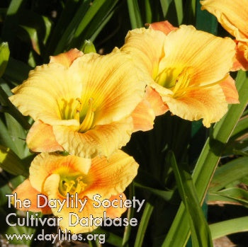 Tiny Tiki Daylily