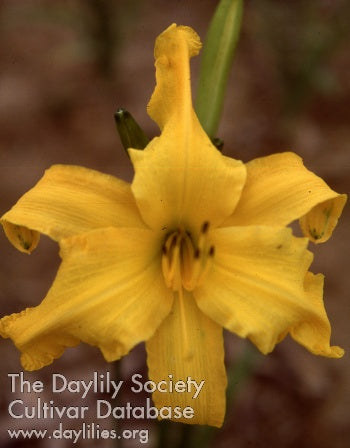 Yazoo Delta Daylily