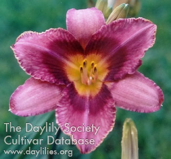 Caliphs Robes Daylily