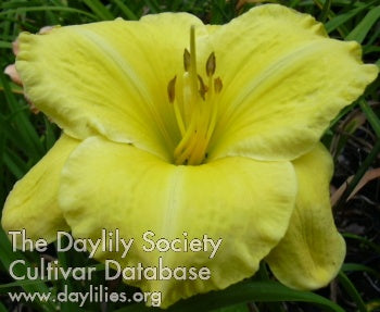 Quick Results Daylily